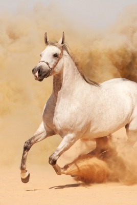 Лошадь пустыня песчаная буря