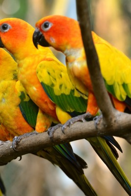 Попугаи желтые