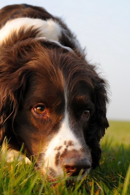 собака трава в поле