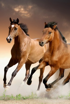 Лошади скачущие