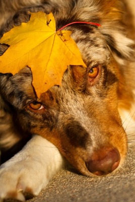 Собака лист