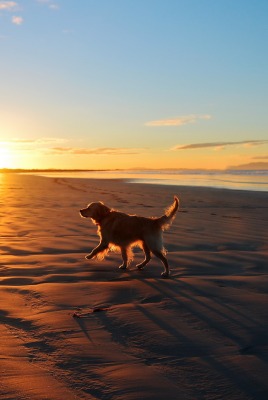 собака закат животное берег море