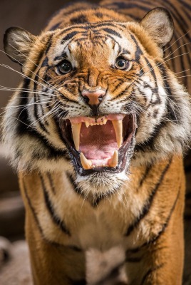 Тигр оскал клыки