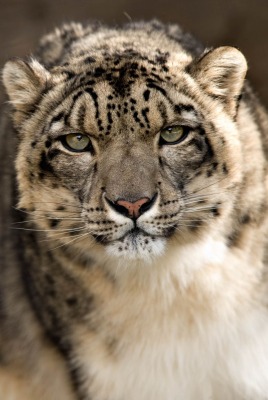 Снежный леопард животное