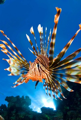 природа животное море Крылатка