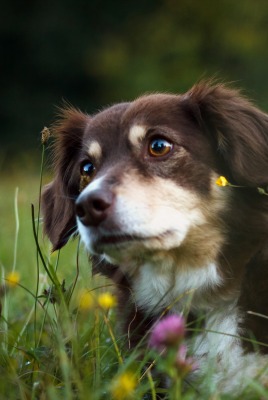 собака природа луг цветы трава