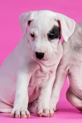 белые собаки щенки животные розовый фон