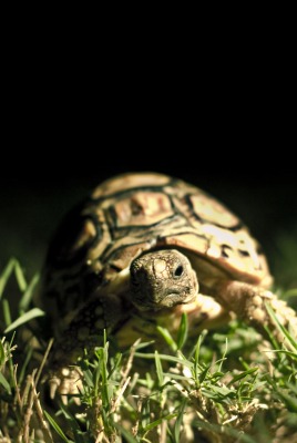 природа черепаха трава животное