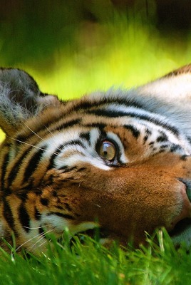 природа животное тигр
