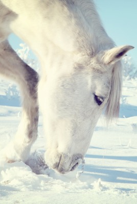 Белая лошадь снег зима