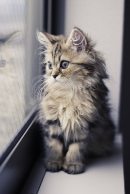 Котенок на окне