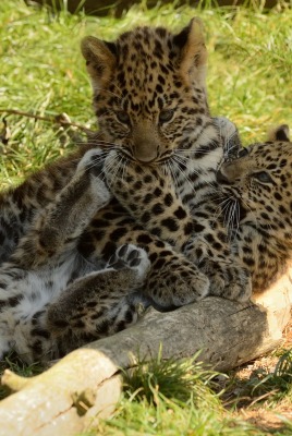 леопарды детеныши животные природа трава