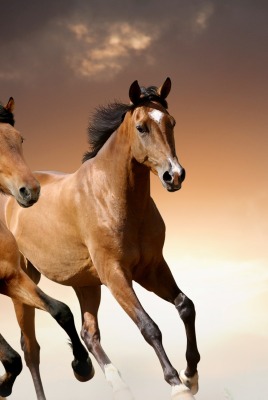 природа животные лошади