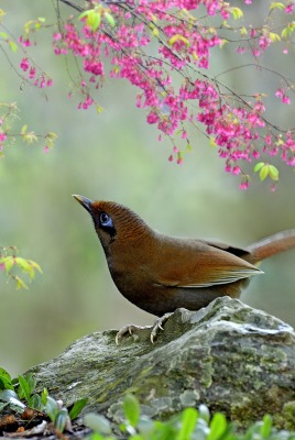 природа птитца животное цветы