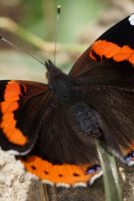 природа животное насекомое бабочка макро