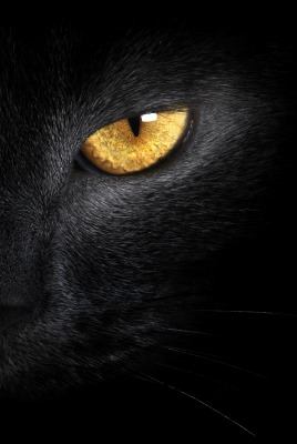 Черный кот глаза морда