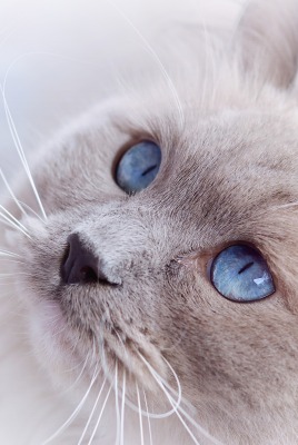 серый кот голова синие глаза