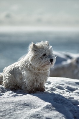 природа собака белая зима