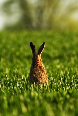 природа трава кролик поле