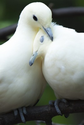 природа белые птицы ветка голуби