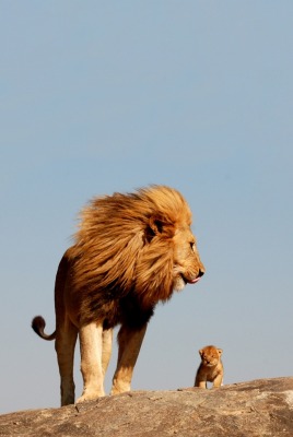 природа животные лев