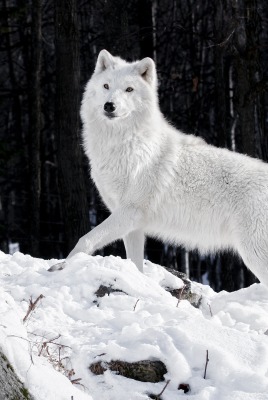 природа животные белый волк