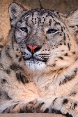 природа животные снежный леопард