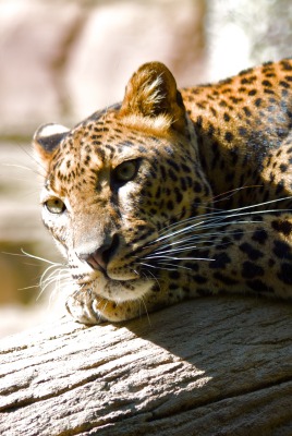природа животные леопард