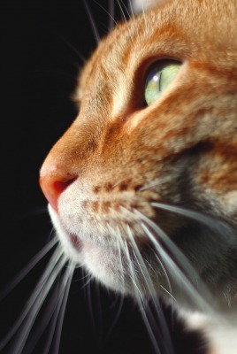 природа животные рыжий кот морда