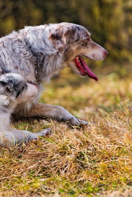 природа животные собаки Австралийская овчарка