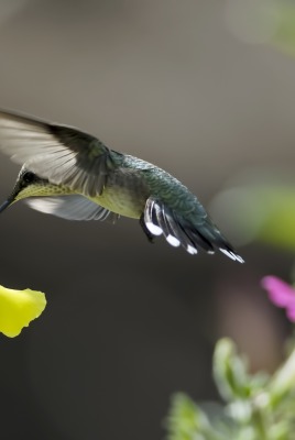 природа колибри цветы птицы