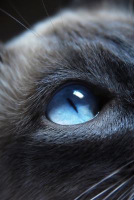 природа животные кот глаза сиамский nature animals cat eyes Siamese