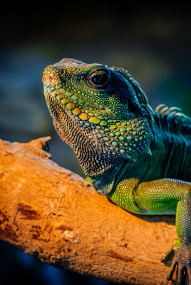 Игуана природа животные Iguana nature animals