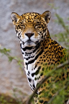 природа животные ягуар nature animals Jaguar