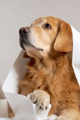 природа животные собака туалетная бумага nature animals dog toilet paper