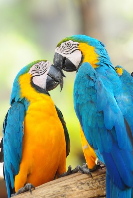 природа животные попугаи ара nature animals parrots Ara