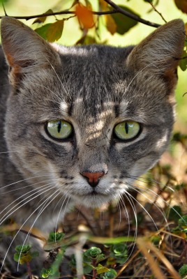природа животные серый кот nature animals grey cat