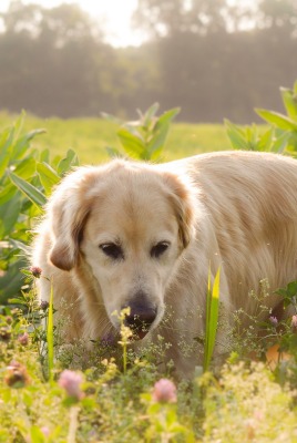 природа собака животные трава nature dog animals grass