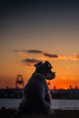 природа животные собака закат nature animals dog sunset