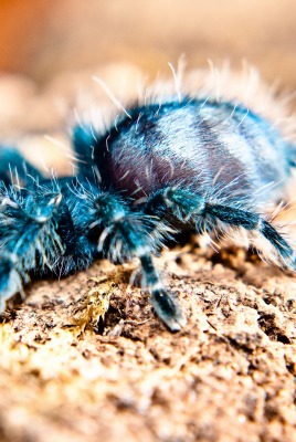 природа животные паук тарантул nature animals spider tarantula