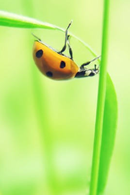 природа животные насекомое божья коровка nature animals insect God ladybug