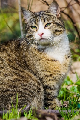 природа животные кот трава деревья nature animals cat grass trees