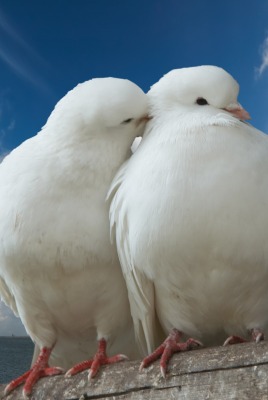 природа животные голубь nature animals dove