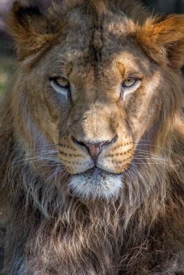 природа животные лев морда nature animals lion muzzle