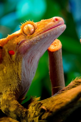 природа животные ящерица nature animals lizard