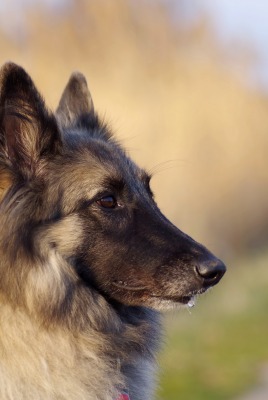 природа животные собака немецка овчарка nature animals dog the German shepherd