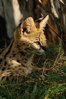 природа животные сервал nature animals Serval