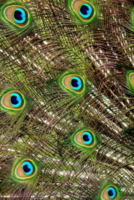 хвост павлин перья tail peacock feathers