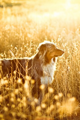 Собака поле Dog field