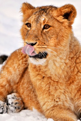 природа животные львица nature animals the lioness